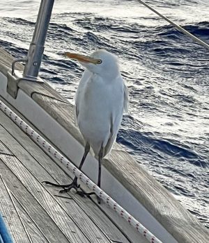 190125 Egret on deck