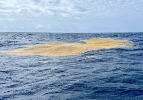 220125 Sargassum