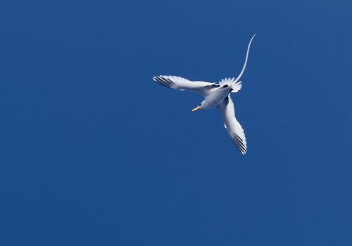 240526 White tropic bird
