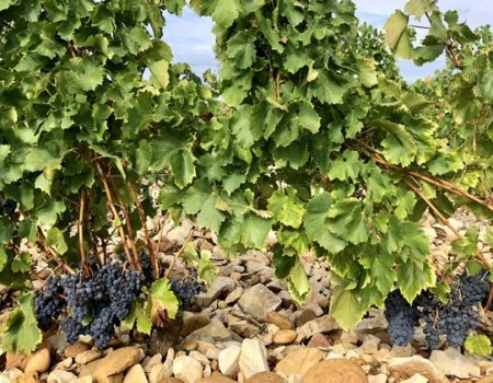 The vines of chareauneuf-du-Pape