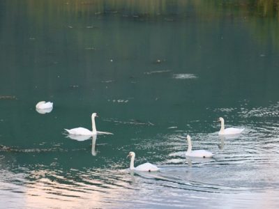Swans on the Rhône