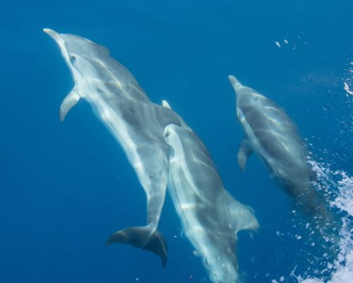 Dolphins on passage